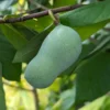 Veredelte Indianerbanane (Paw Paw) `Halvin´ Asimina Triloba `Wells´