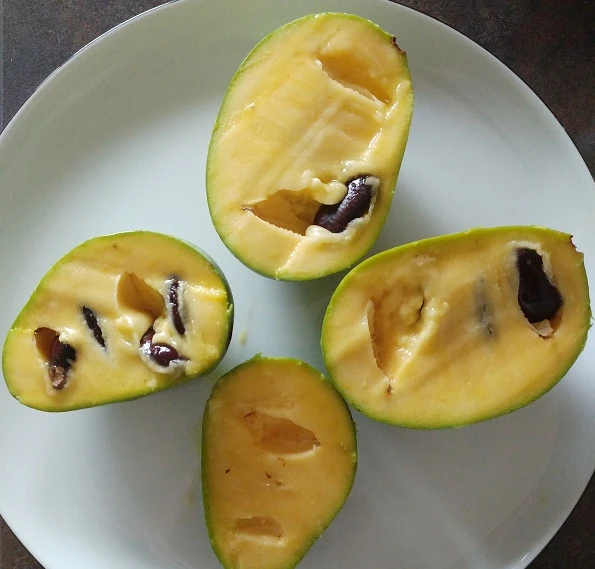 Indianerbanane (Halbstamm 160-180cm) Asimina Triloba 2 Indianerbanane (Halbstamm 160-180cm) Asimina Triloba – Bild 2