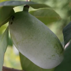 Veredelte Indianerbanane (Paw Paw) `Prima 1216´ Asimina Triloba `Prima 1216´ -Pflanzenhof Geschaft indianerbanane43