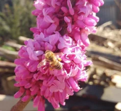 Judasbaum Cercis Siliquastrum 9 Judasbaum Cercis Siliquastrum -Pflanzenhof Geschaft judasbaum mit biene 3UmROOMoGkmKP3