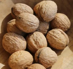 Titelseite -Pflanzenhof Geschaft juglans fertilis 1