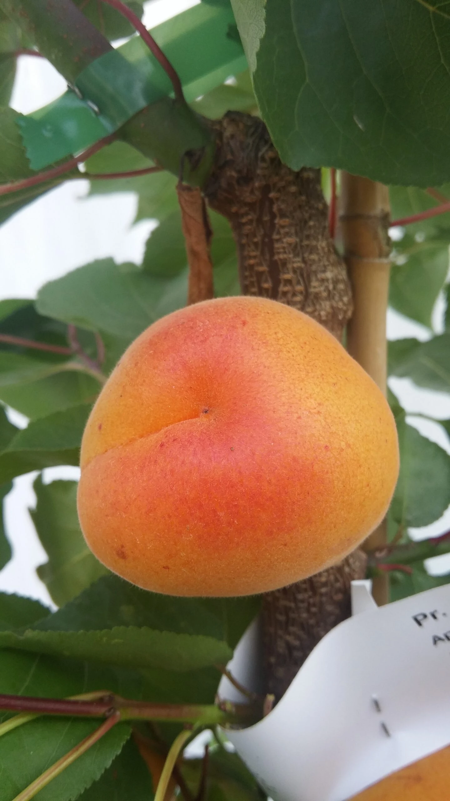 Aprikose Kioto ® Halbstamm Prunus Armeniaca `Kioto´ 2 Aprikose Kioto ® Halbstamm Prunus Armeniaca `Kioto´ – Bild 2