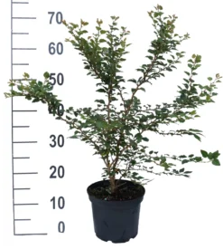 Zwerg-Zierkirsche `Kojou-no-mai´ Prunus Incisa `Kojou-no-mai´ -Pflanzenhof Geschaft kojou no mai weiss