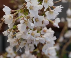 Zwerg-Zierkirsche `Kojou-no-mai´ Prunus Incisa `Kojou-no-mai´ -Pflanzenhof Geschaft kojou no mai2