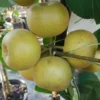 Nashi Kosui Pyrus Pyrifolia `Kosui´