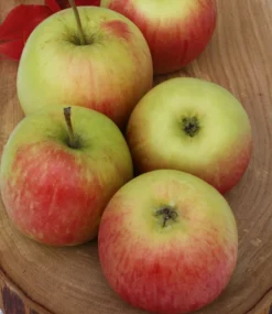 Delcorf (Delbarestival ®) Malus Domestica `Delcorf´