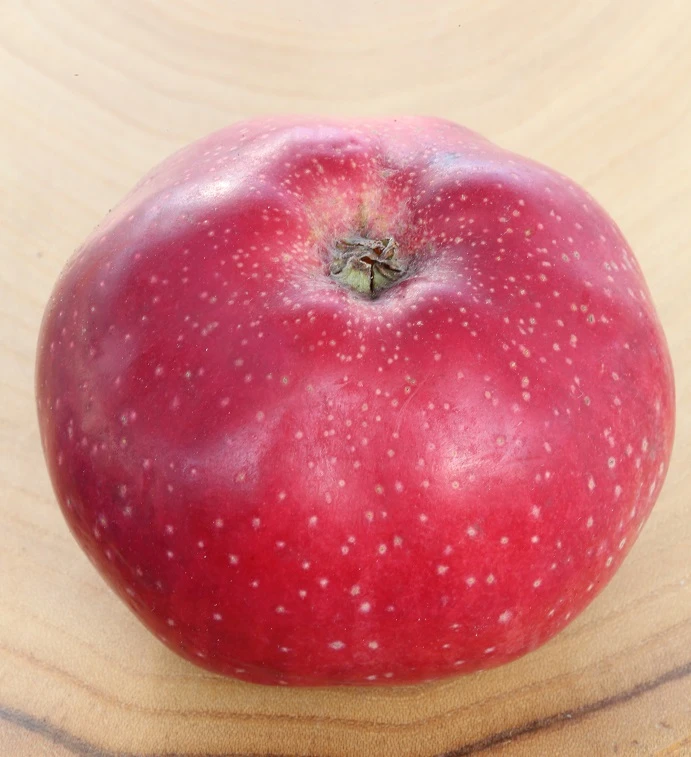 Melrose Malus Domestica `Melrose´ 1 Melrose Malus Domestica `Melrose´