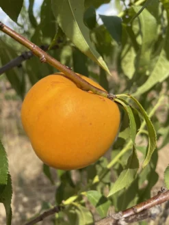 Honig-Nektarine `Bellarina´ Prunus Nucipersica `Bellarina´ 5 Honig-Nektarine `Bellarina´ Prunus Nucipersica `Bellarina´ -Pflanzenhof Geschaft nektarine bellarina frucht