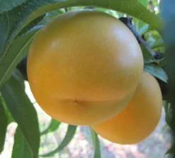 Honig-Nektarine `Bellarina´ Prunus Nucipersica `Bellarina´