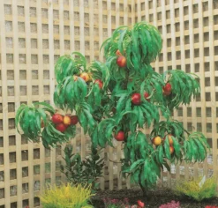 Zwergnektarine `Rubis® Necta ZeeⓈ´ Prunus Nucipersica -Pflanzenhof Geschaft nektarine necta zee rubis baum