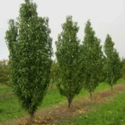 Säulen-Pfirsich `Ellora´ Prunus Persica `Ellora´ -Pflanzenhof Geschaft pfirsich ellora baeume