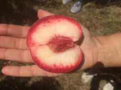 Säulen-Pfirsich `Ellora´ Prunus Persica `Ellora´ -Pflanzenhof Geschaft pfirsich ellora frucht1