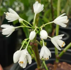 Rispen-Pimpernuss Staphylea Pinnata -Pflanzenhof Geschaft pimpernuss2