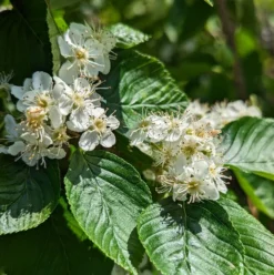 Erlenblättrige Eberesche `Red Bird´ Sorbus Alnifolia `Red Bird´ -Pflanzenhof Geschaft red bird 2