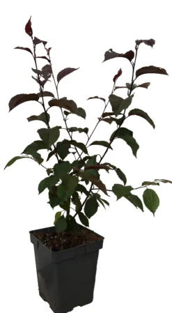 Zierapfel Royalty Malus `Royalty´ -Pflanzenhof Geschaft royalty2