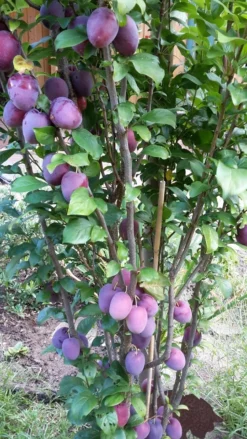 Rote Säulen-Mirabelle `Ruby´ Wurzelnackt Prunus Domestica Subsp. Syriaca `Ruby´ -Pflanzenhof Geschaft ruby2a0Cx9InYDY0Pl