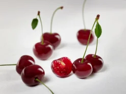 Achat Ⓢ Prunus Cerasus `Achat´ -Pflanzenhof Geschaft sauerkirsche achat ggmc5Q8G1QL1D9