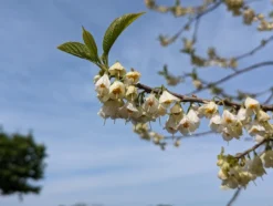 Schneeglöckchenbaum Halesia Carolina -Pflanzenhof Geschaft schneegl ckchenbaum2