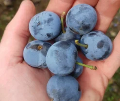 Zibarte Voraussichtlich Ab Juni/Juli Wieder Verfügbar 6 Zibarte Voraussichtlich Ab Juni/Juli Wieder Verfügbar -Pflanzenhof Geschaft zibarte 22