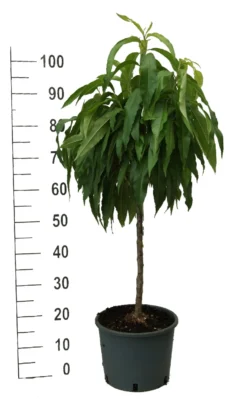 Zwergpfirsich `Bonanza´ Prunus Persica -Pflanzenhof Geschaft zwergpfirsich weiss