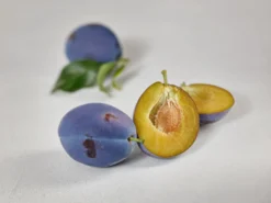 Haganta (S) Prunus Domestica `Haganta´ -Pflanzenhof Geschaft zwetschge haganta g