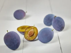 Hanita ® Prunus Domestica `Hanita -Pflanzenhof Geschaft zwetschge hanita g