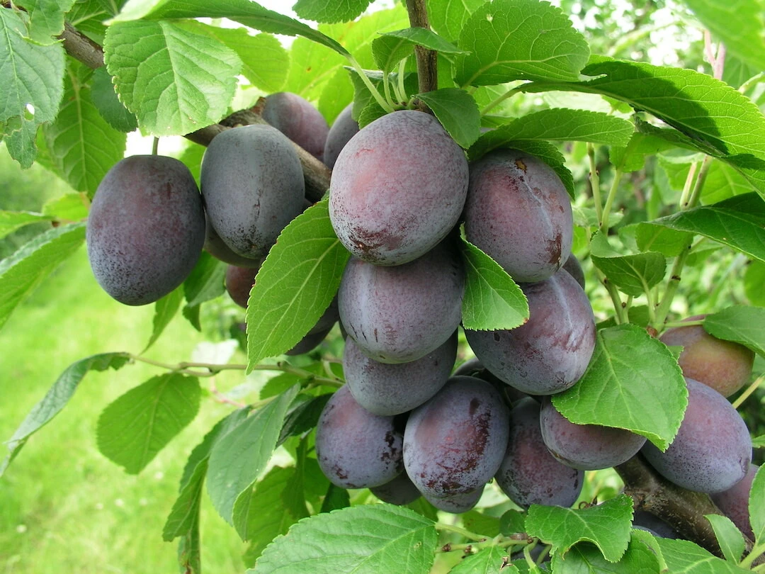 Katinka Ⓢ Prunus Domestica `Katinka´ 2 Katinka Ⓢ Prunus Domestica `Katinka´ – Bild 2