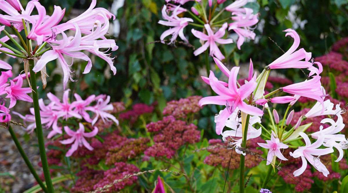 Titelseite -Pflanzenhof Geschaft 21 03 22 Nerinen 1200