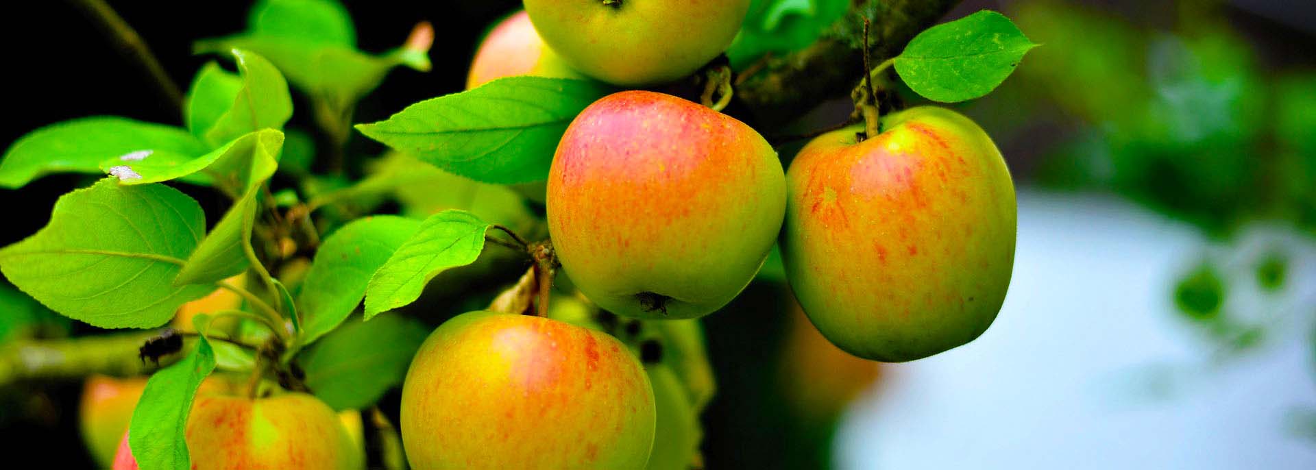 Titelseite -Pflanzenhof Geschaft Apfelbaum n