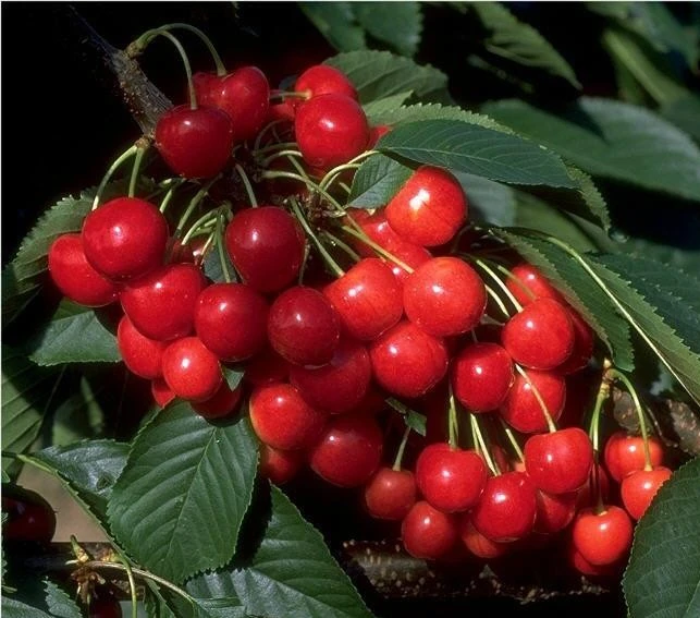 Titelseite -Pflanzenhof Geschaft Bilder Green Base 082