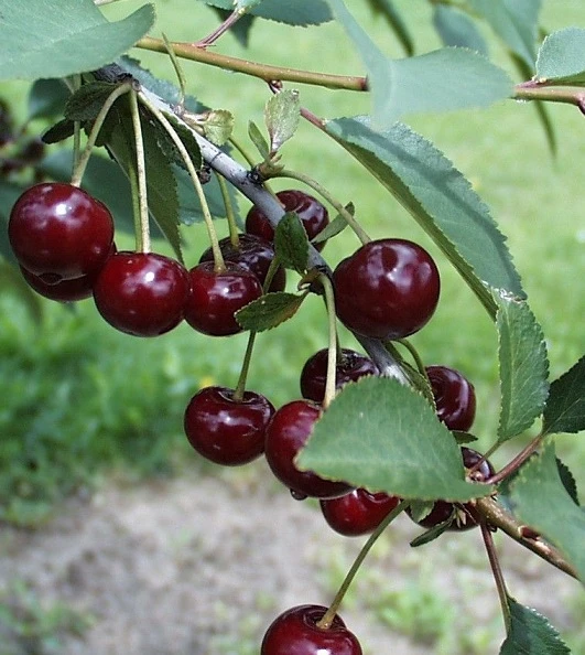 Titelseite -Pflanzenhof Geschaft Safir