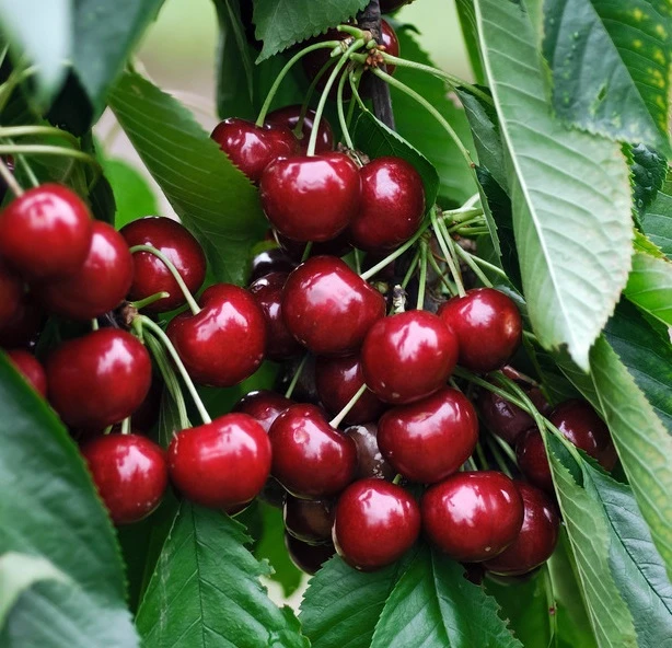 Titelseite -Pflanzenhof Geschaft Sunburst