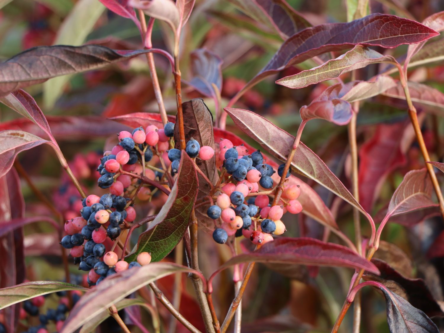 Titelseite -Pflanzenhof Geschaft schneeball brandywine m070236 w 9